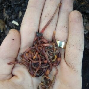 Red Wigglers from Ficarro Farms