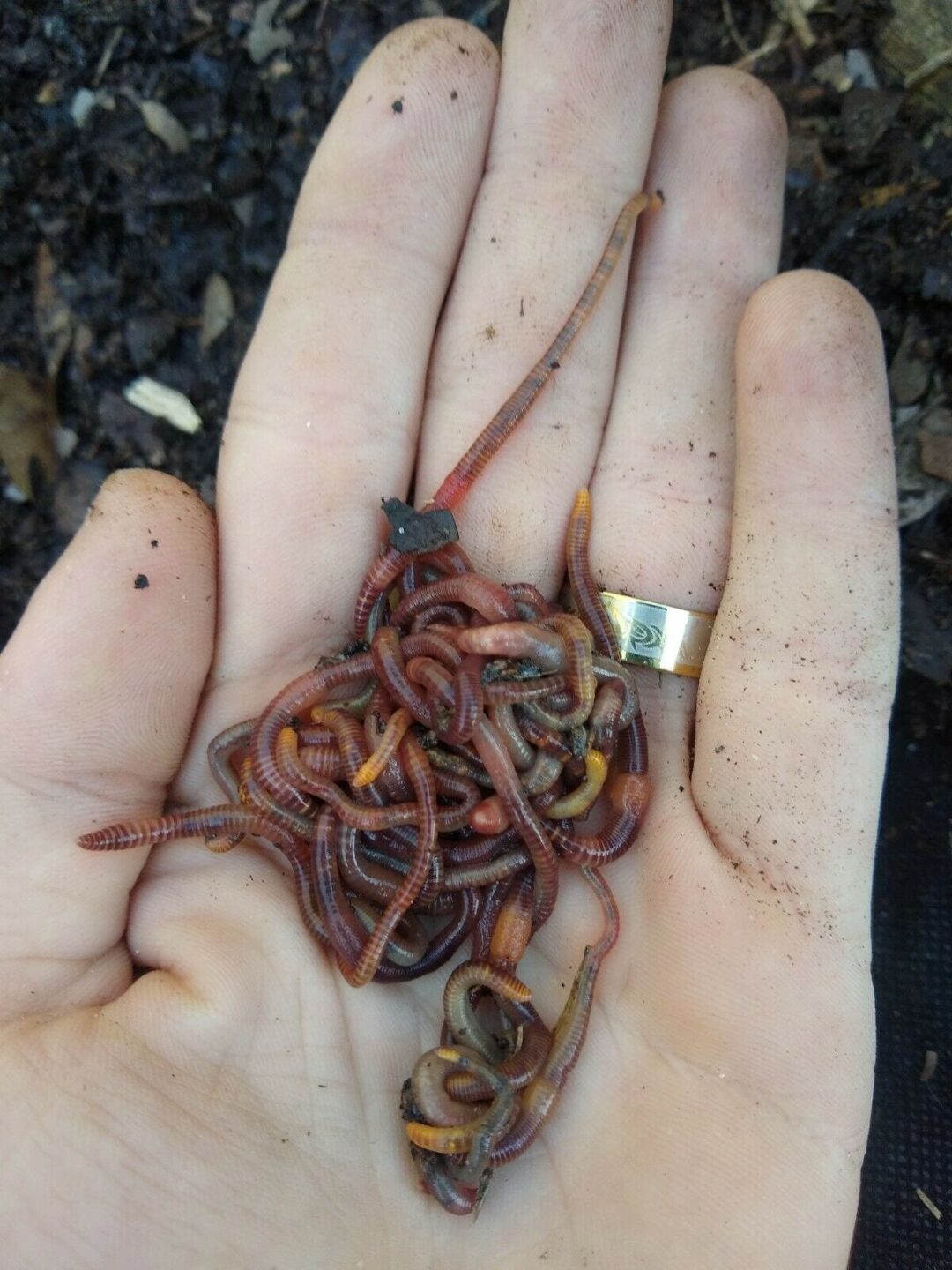 besejret dyr forvridning 35 - Organically Raised Live Red Wiggler Worms - (Composting Worms -  Starting Colony) - Eisenia Fetida - Ficarro Farms - Ficarro Farms