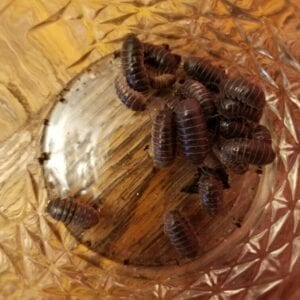 Rolly Poly Isopods