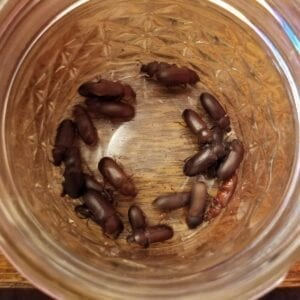 Live mealworm darkling beetles