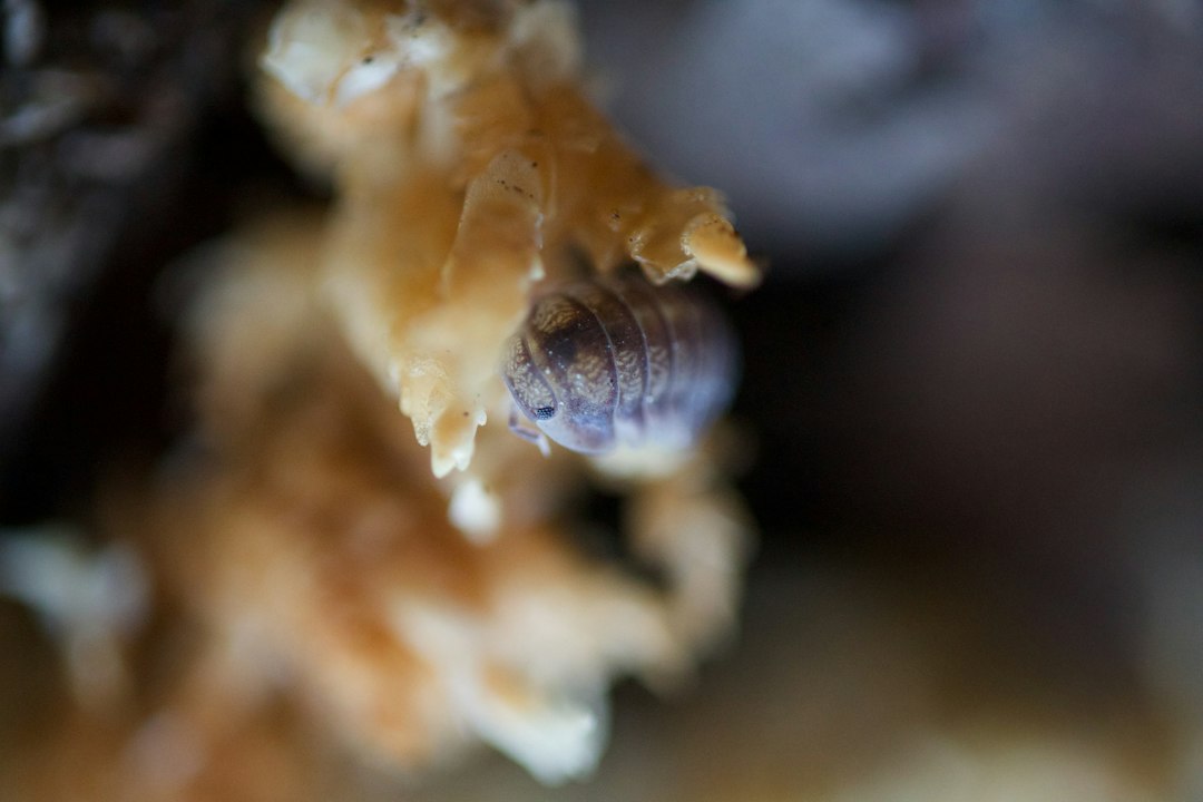 Baby Isopods: What Mancae Look Like and How to Care for Them 2 A young isopod moving across moss; illustrative of early isopod development